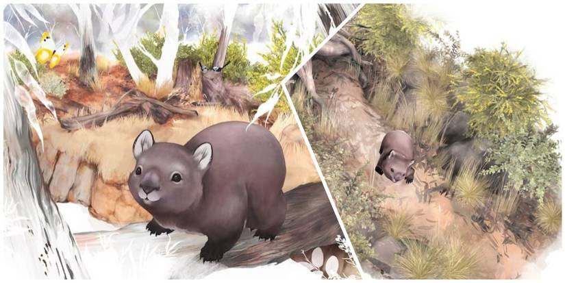 Wombats wandering the Australian bush in Paperbark