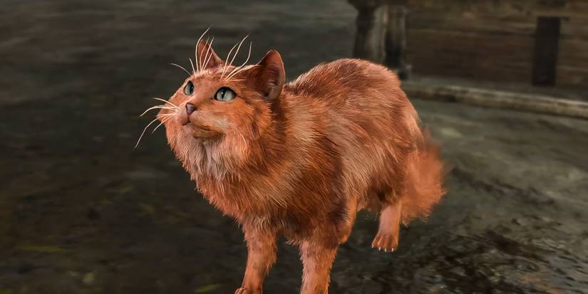 an orange cat from baldur's gate 3