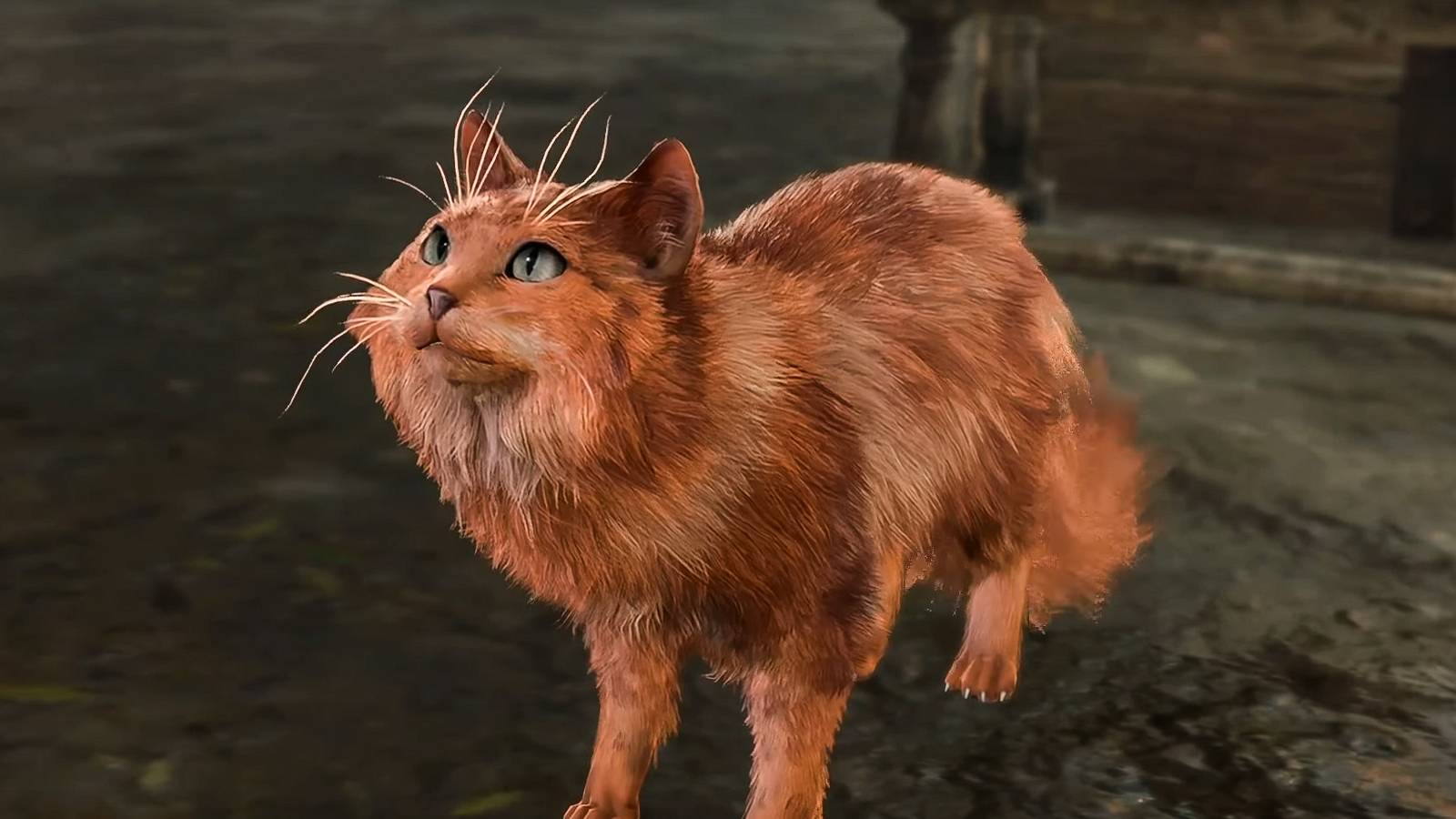 an orange cat from baldur's gate 3