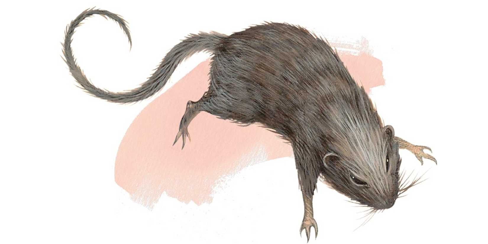 DnD official WotC art Hat of Vermin