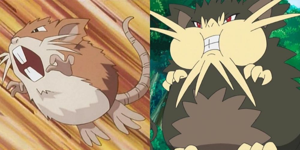 Kantonian Raticate and Alolan Raticate in the Pokemon Anime.