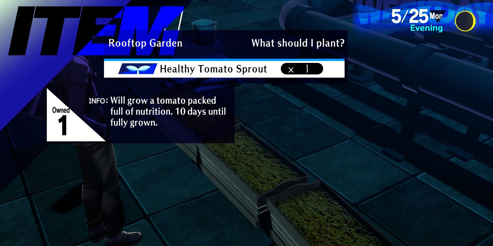 Image of the main character planting some Healthy Tomato Sprouts in Persona 3 Reload