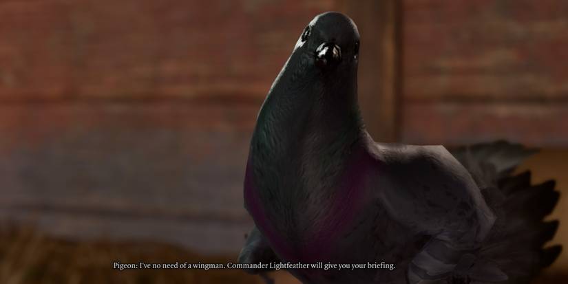 pigeon sword coast couriers bg3