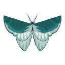 Common_Blue_Butterfly