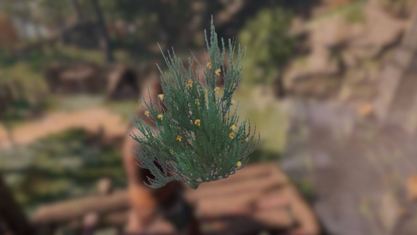 enshrouded how to find rooibos