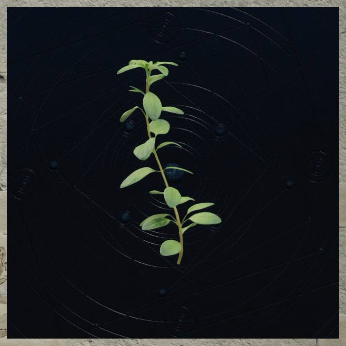 final-fantasy-7-rebirth-all-materials-marjoram