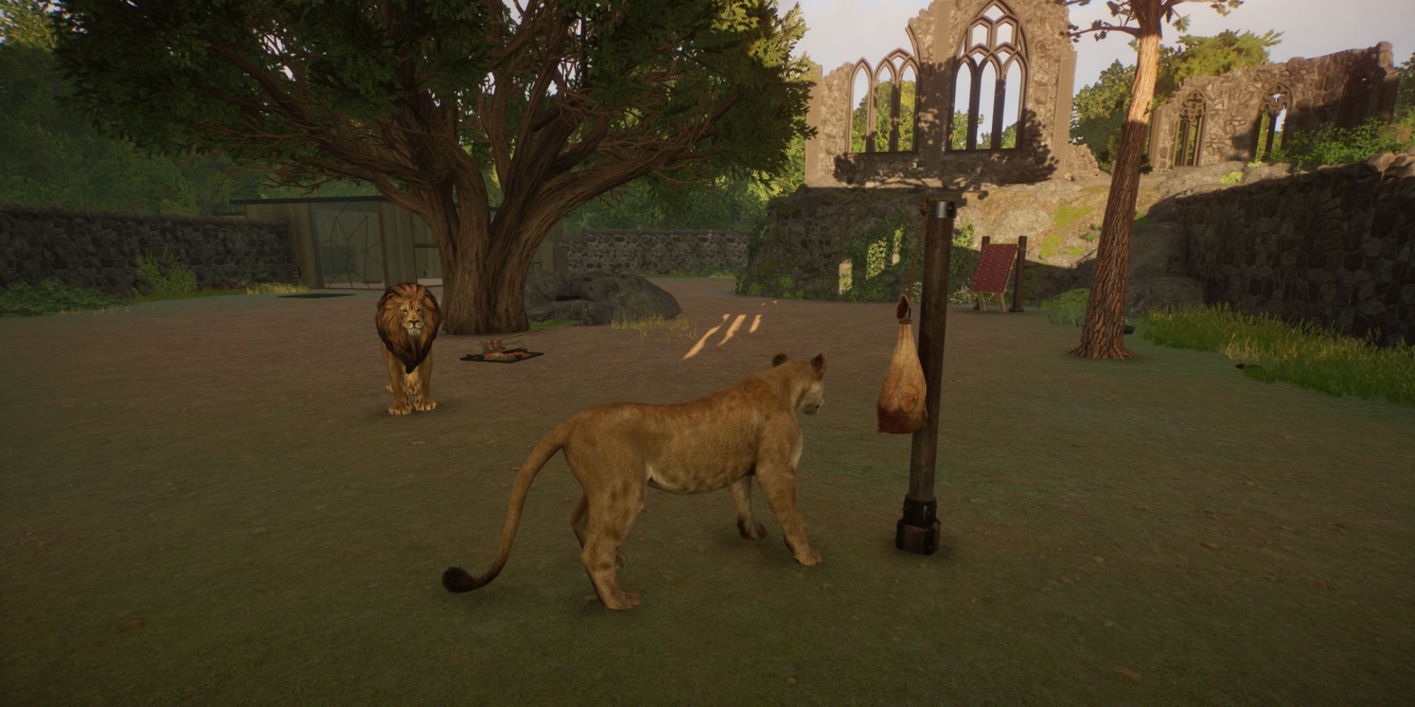 Planet Zoo Lion using enrichment food