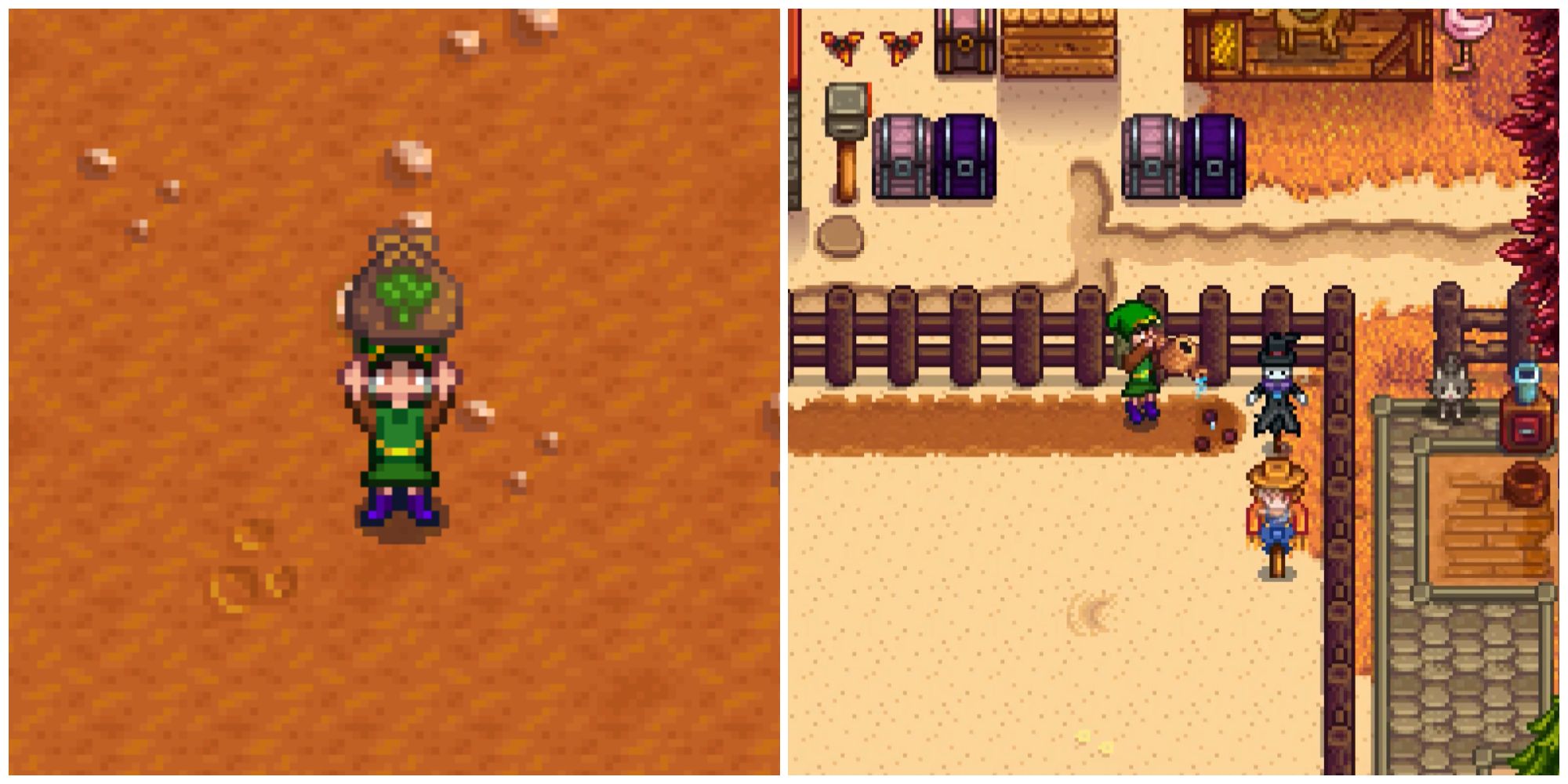 Split image of a character holding Broccoli Seeds and a character watering some Broccoli Seeds in Stardew Valley