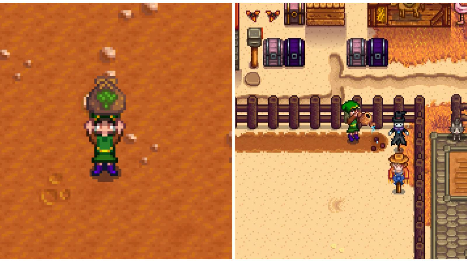 Split image of a character holding Broccoli Seeds and a character watering some Broccoli Seeds in Stardew Valley