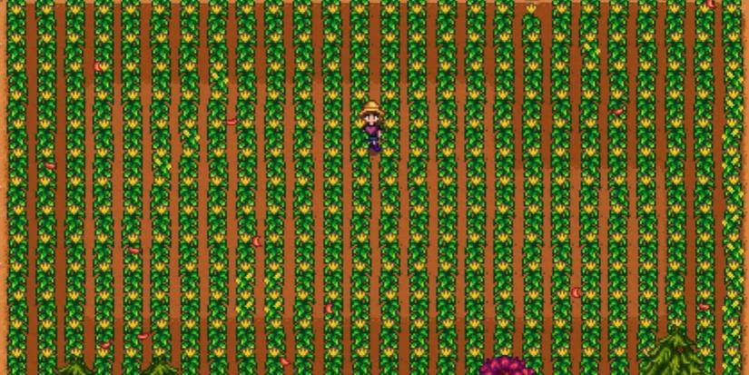 A screenshot of corn growing in Stardew Valley.