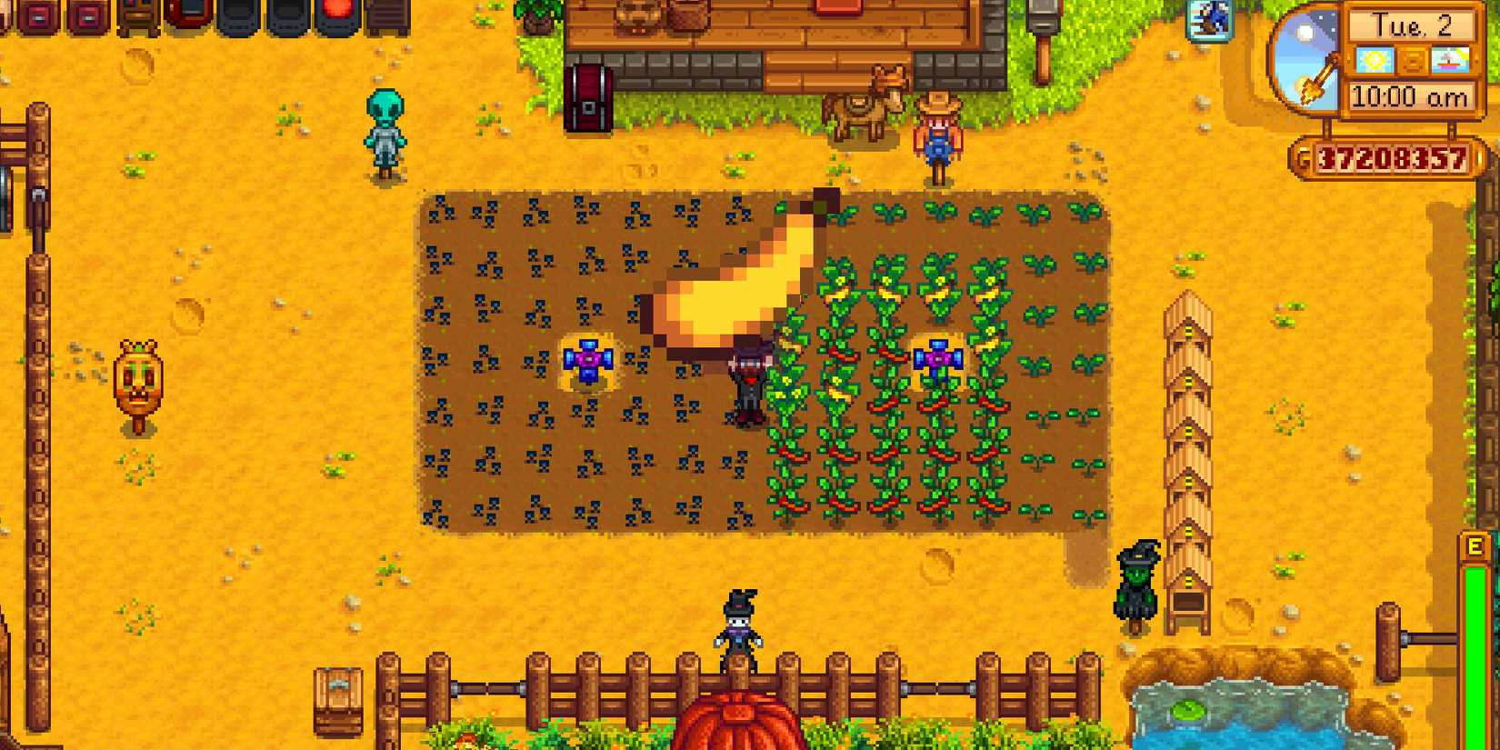 Stardew Valley Summer Squash