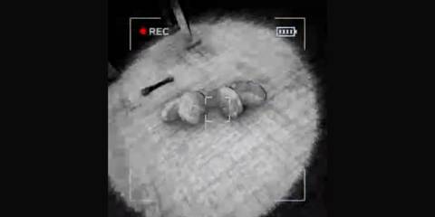 animal statue in content warning