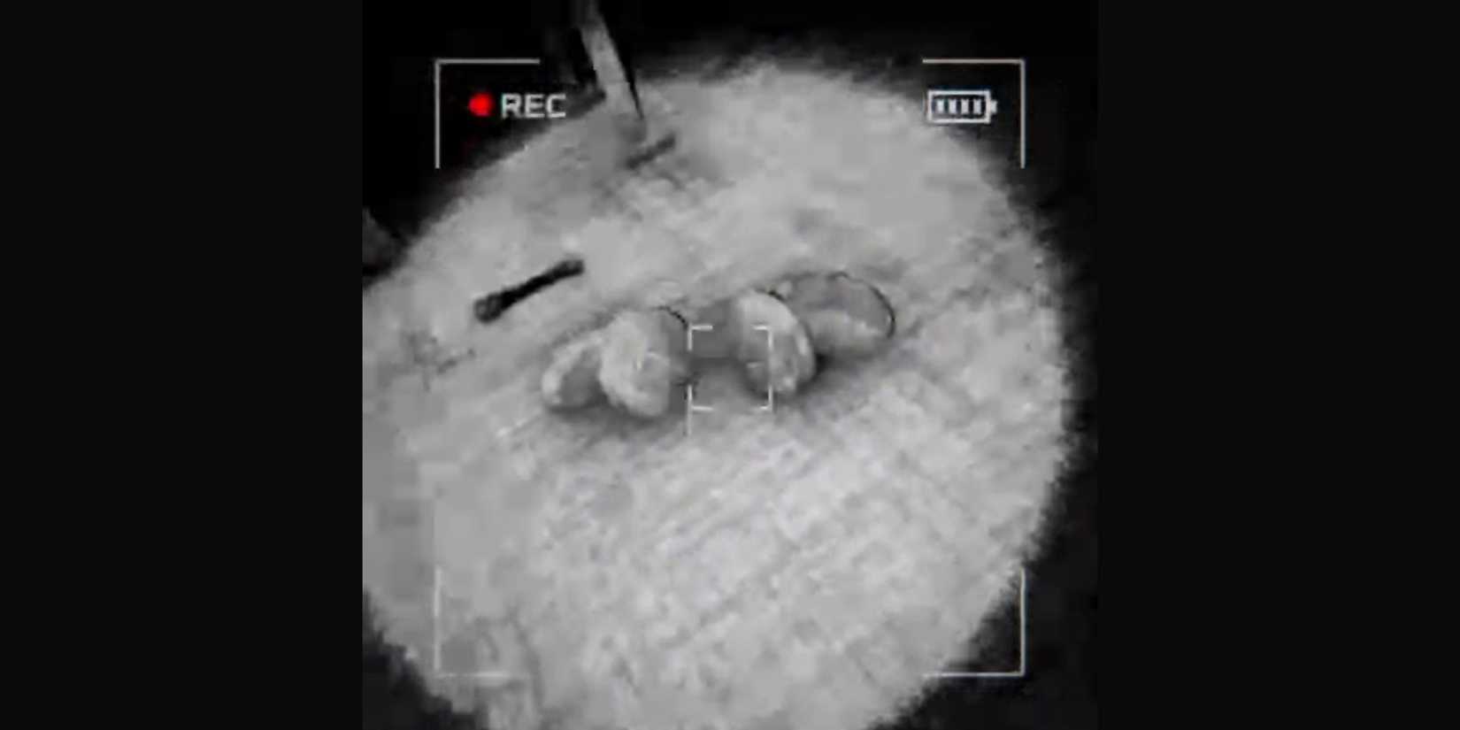 animal statue in content warning