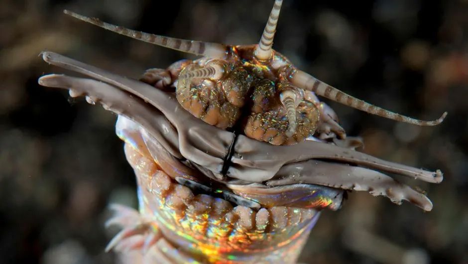 Another Crab's Treasure's Bobbit Worm Explained