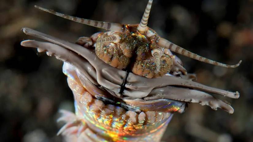 bobbit worm