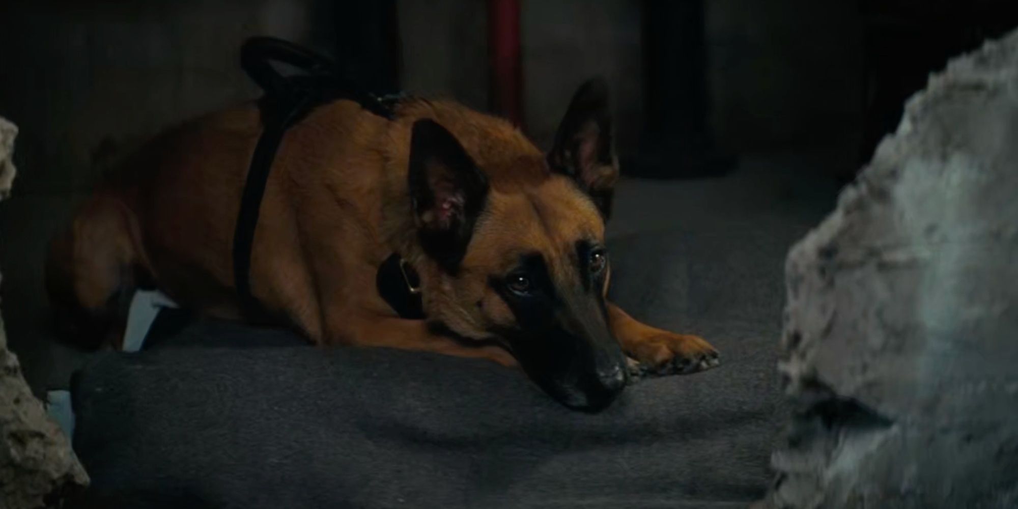 Dogmeat in Amazon’s Fallout Show