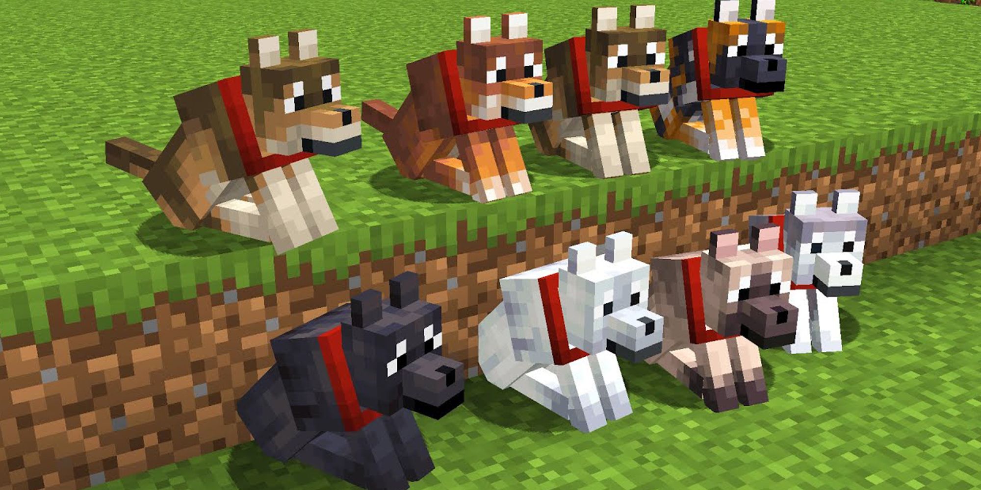 Every Type Of Dog In Minecraft