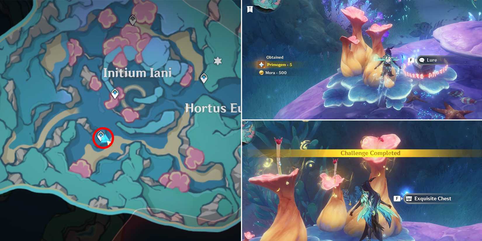 initium iani and hortus euergetis chest location 11 in genshin impact