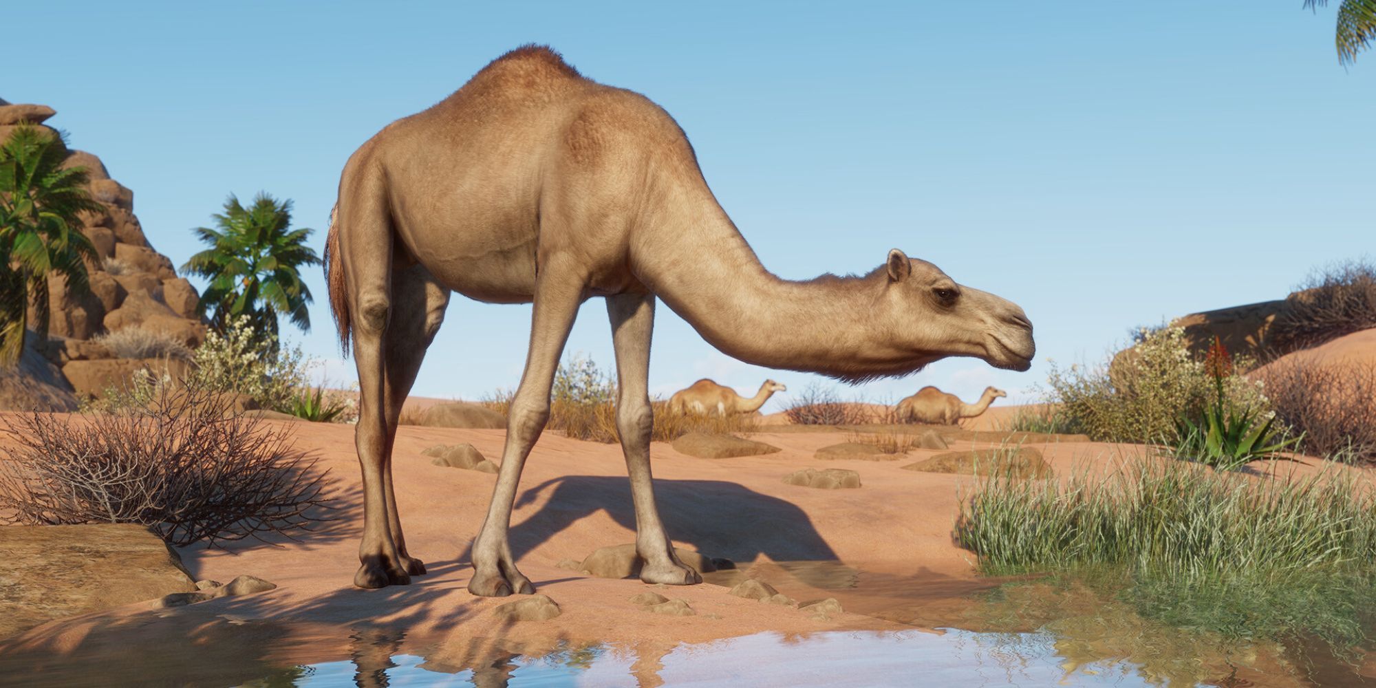 A camel in an oasis in Planet Zoo
