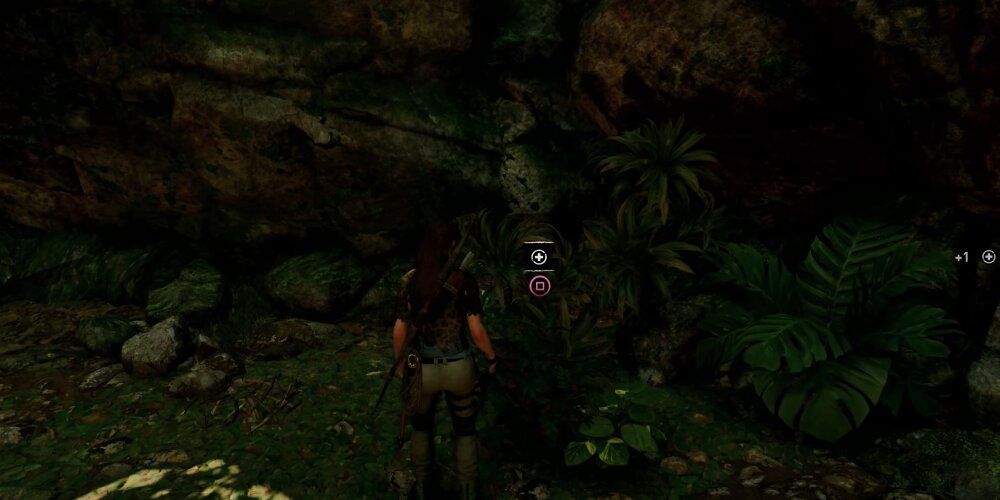 Lara picking a health herb 