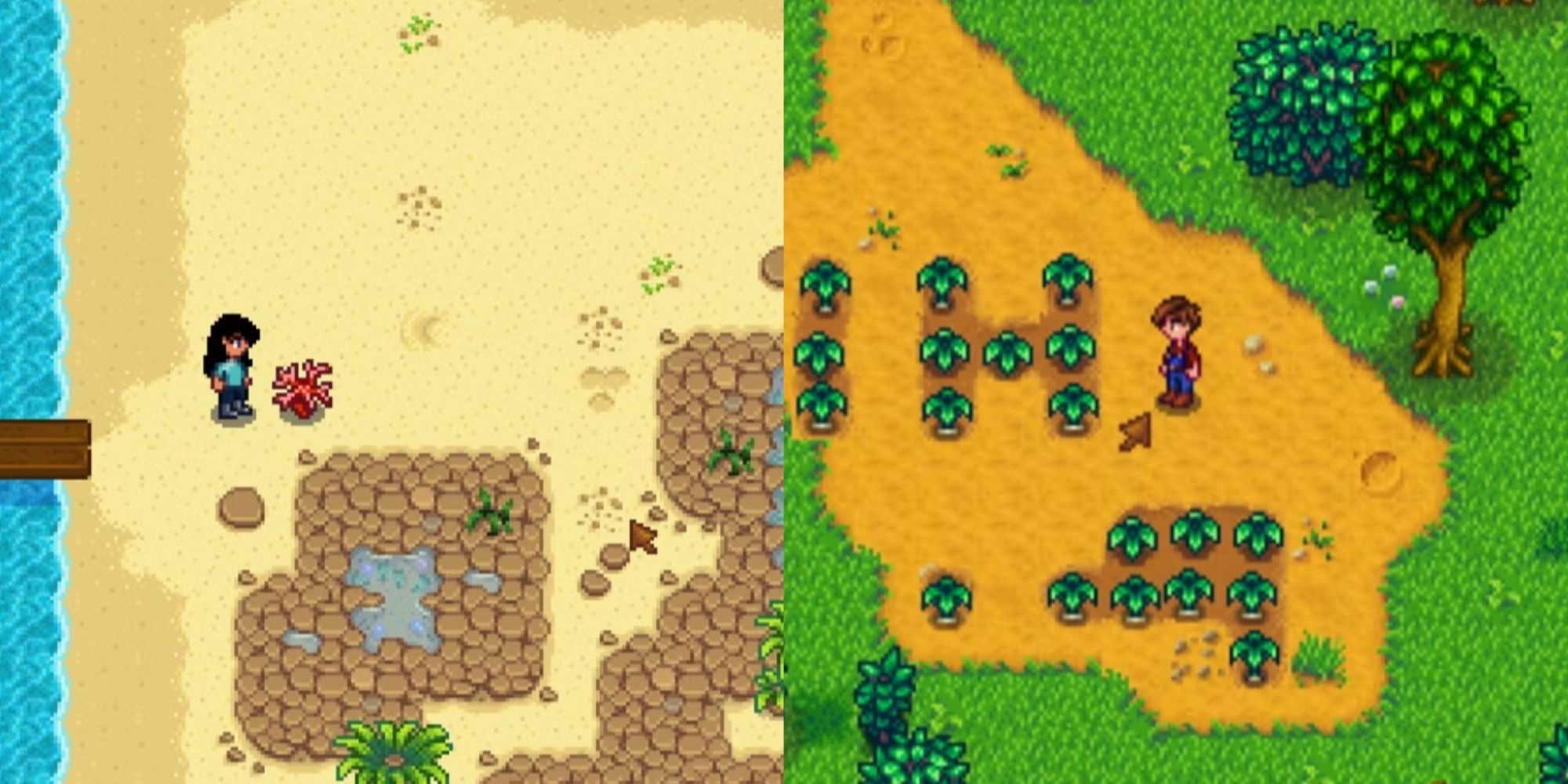 A split screen with two screenshots of Stardew Valley, one showing a beach and foraged shell and the other showing the woods