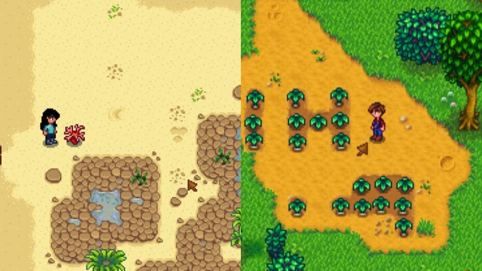 A split screen with two screenshots of Stardew Valley, one showing a beach and foraged shell and the other showing the woods