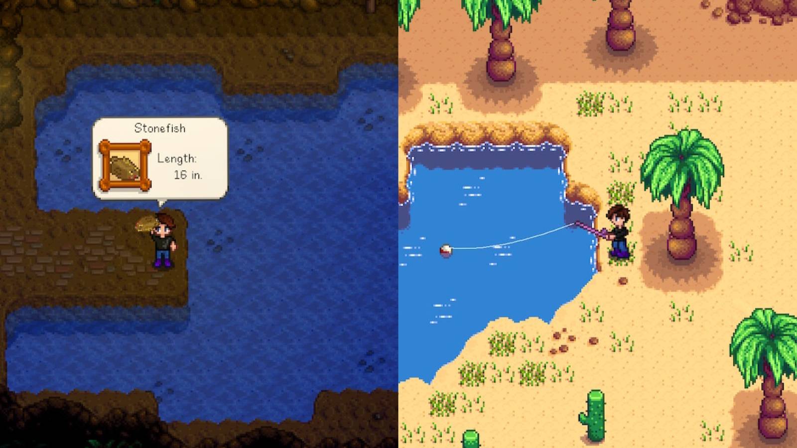 A split screenshot of Stardew Valley showing the player character holding up a fish on the left and fishing in the desert on the right