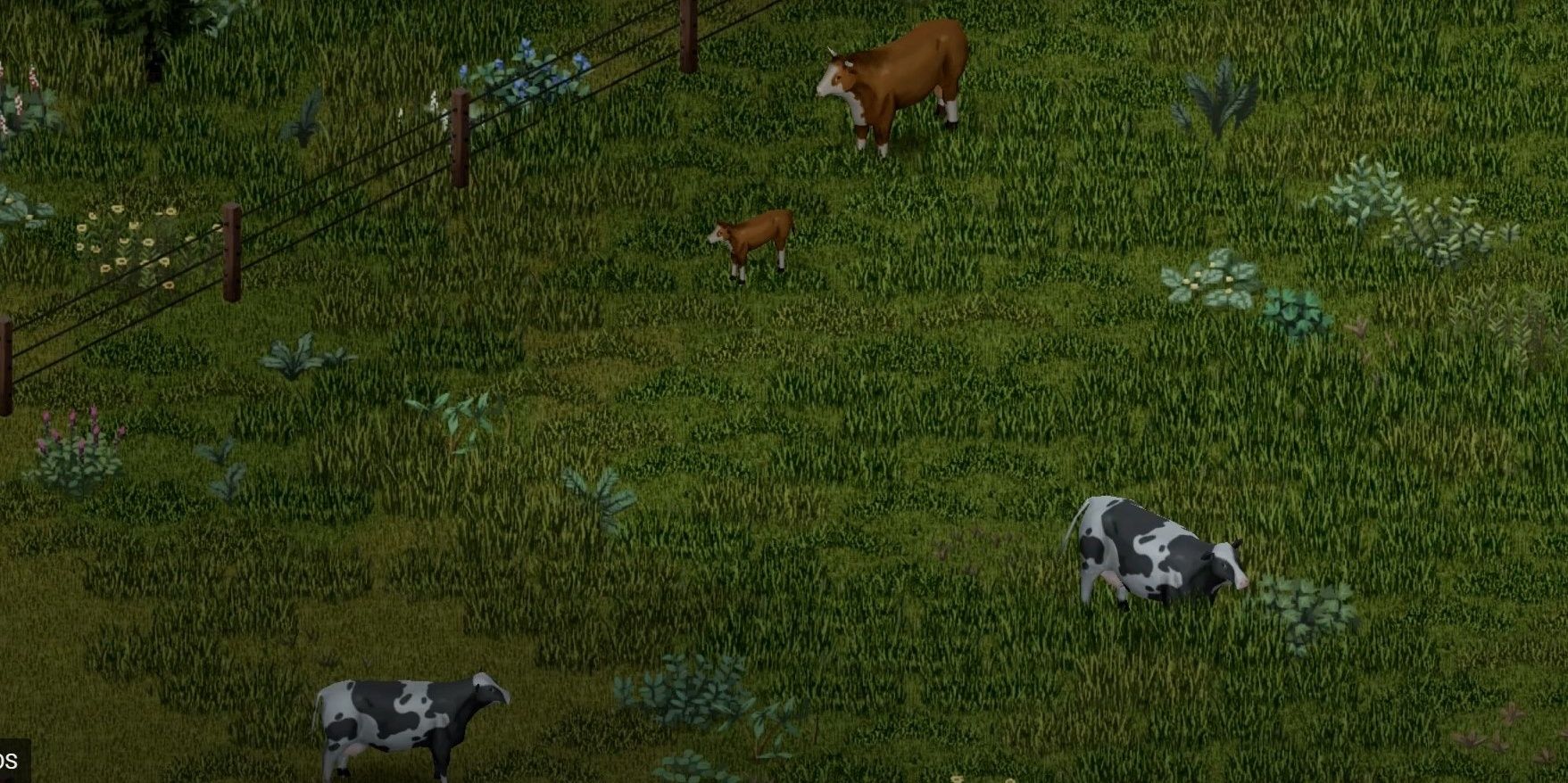 wilderness grass cows