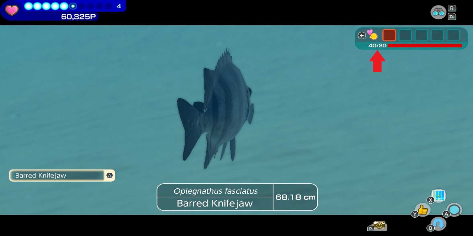 Barred Knifejaw in Endless Ocean Luminous