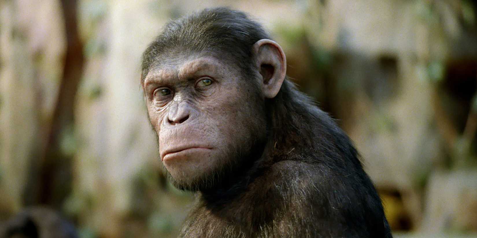 Caesar Evolution Planet Of The Apes: Smartest Apes In The Movies, Ranked