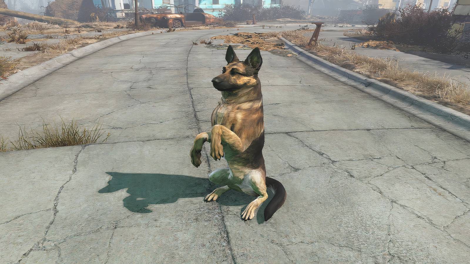 Dogmeat Doing Bunny Trick for the Sole Survivor in Fallout 4