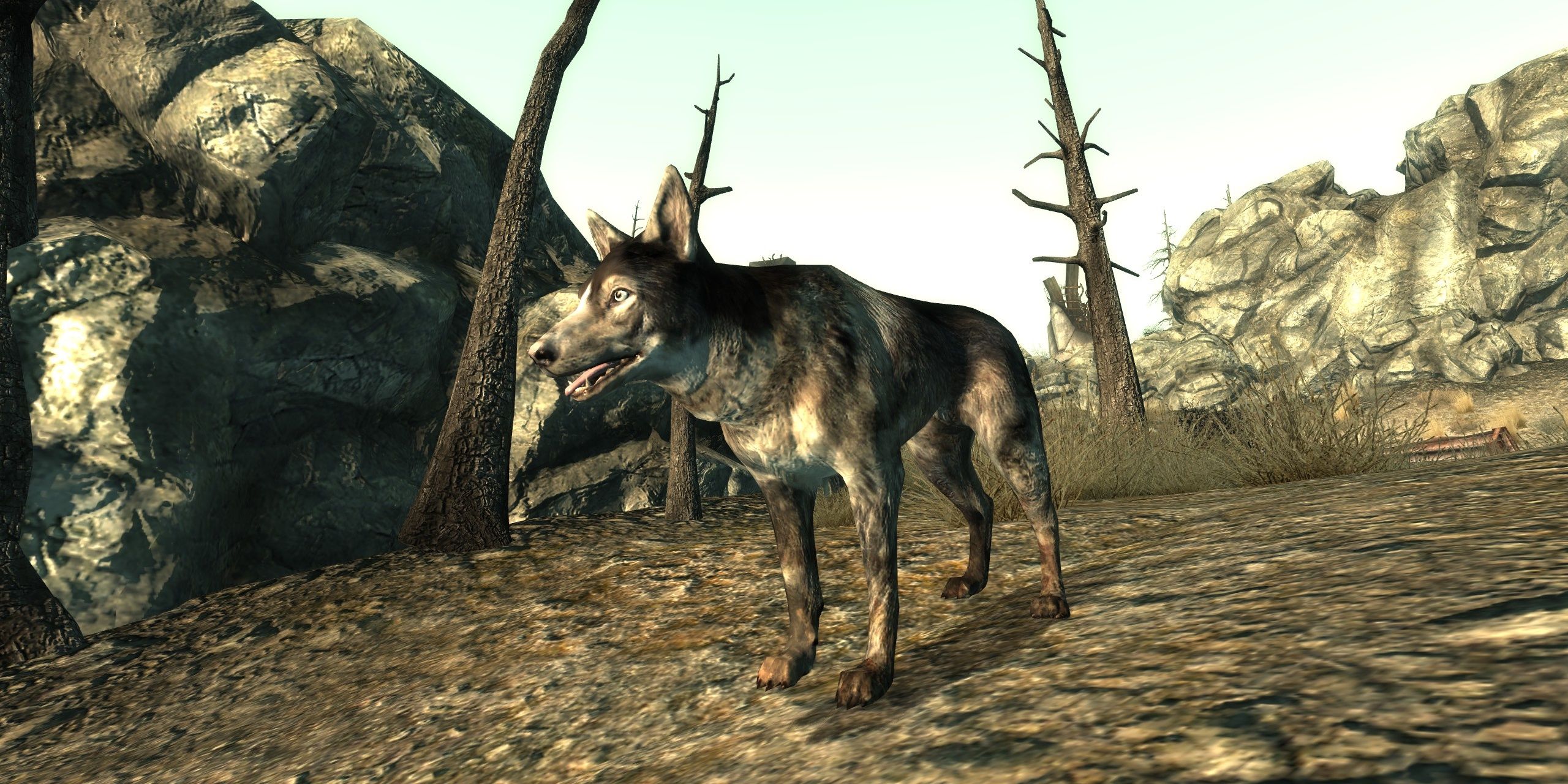 dogmeat