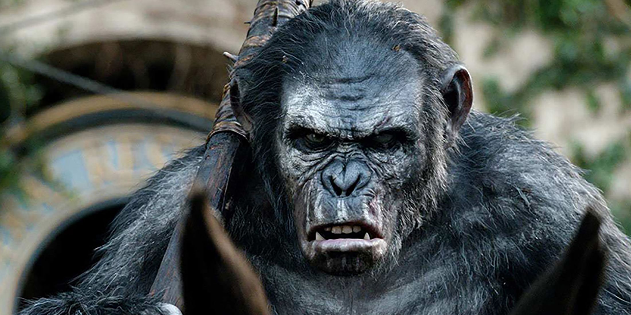 Koba In Dawn Of The Planet Of The Apes
