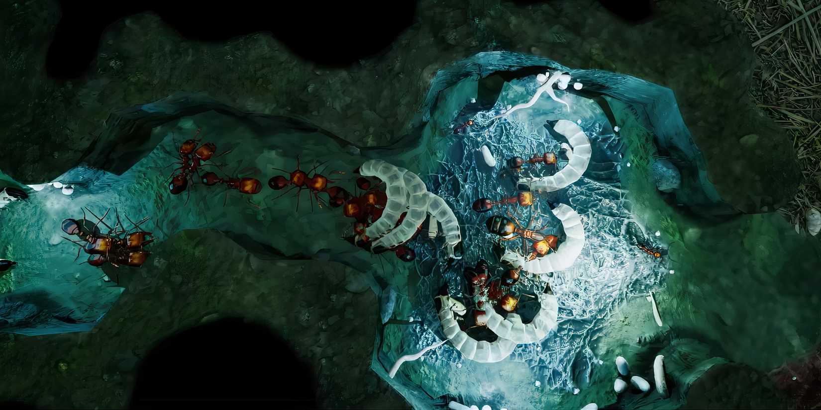 Empires of the Undergrowth Best Ant Species Big Headed Ant