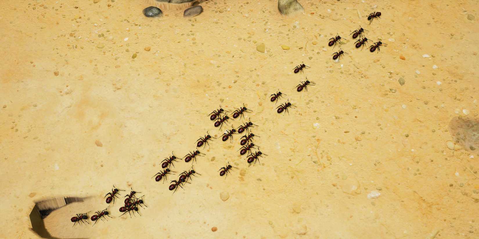 Empires of the Undergrowth Best Ant Species Black Ant