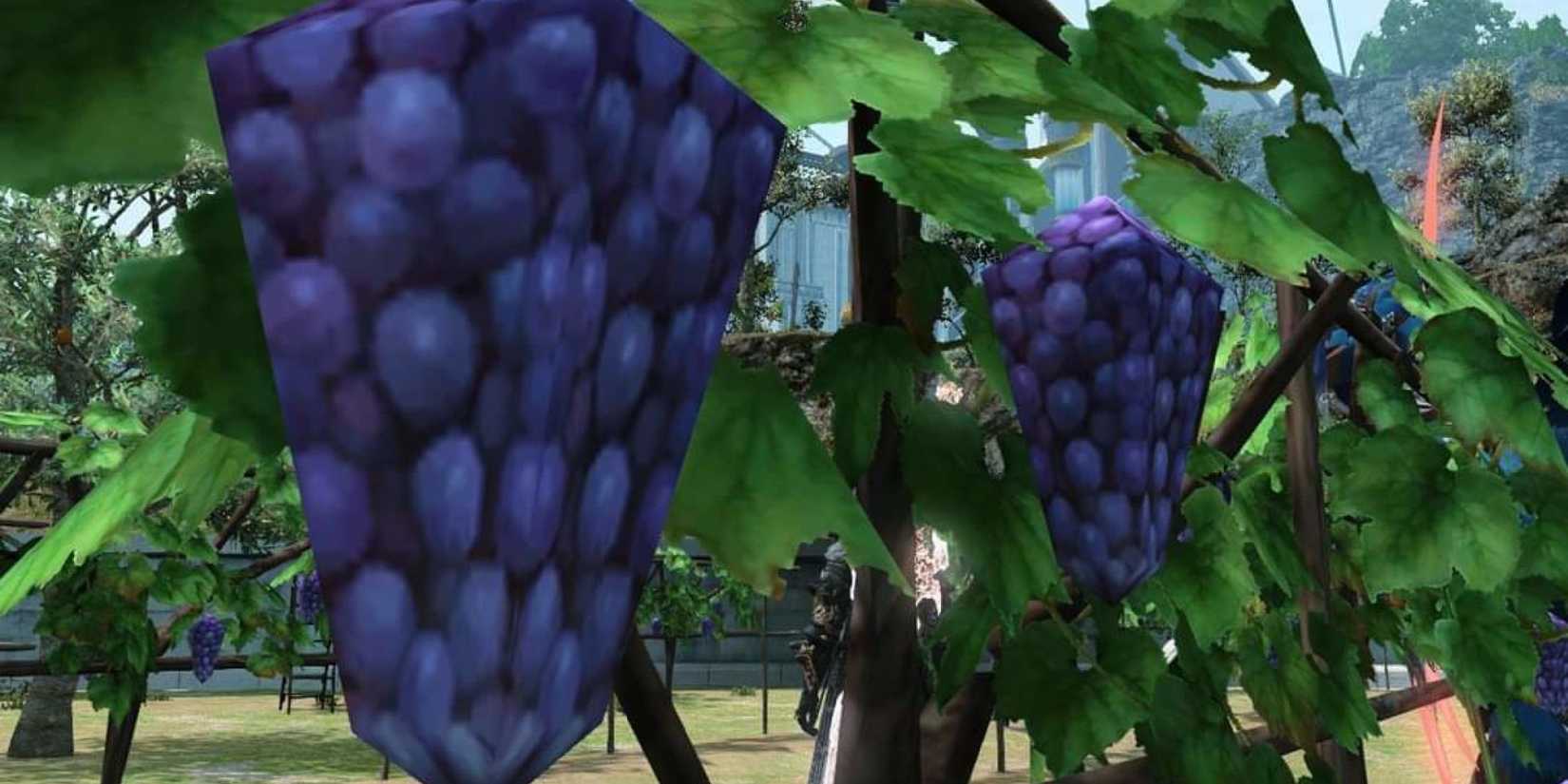 final fantasy 14 square grapes before 1