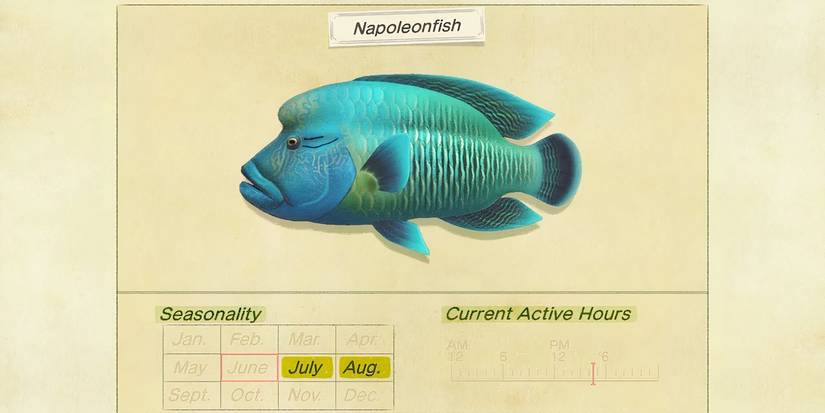 Napoleon fish in the critterpedia