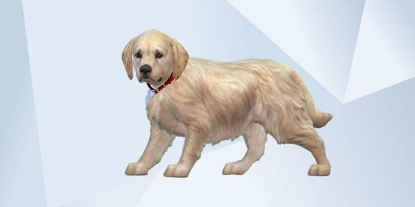 An image of a Golden Retriever Puppy made in The Sims 4 