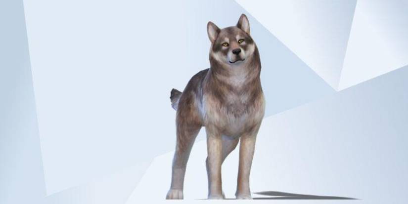 An image of a Gray Wolf made in The Sims 4 