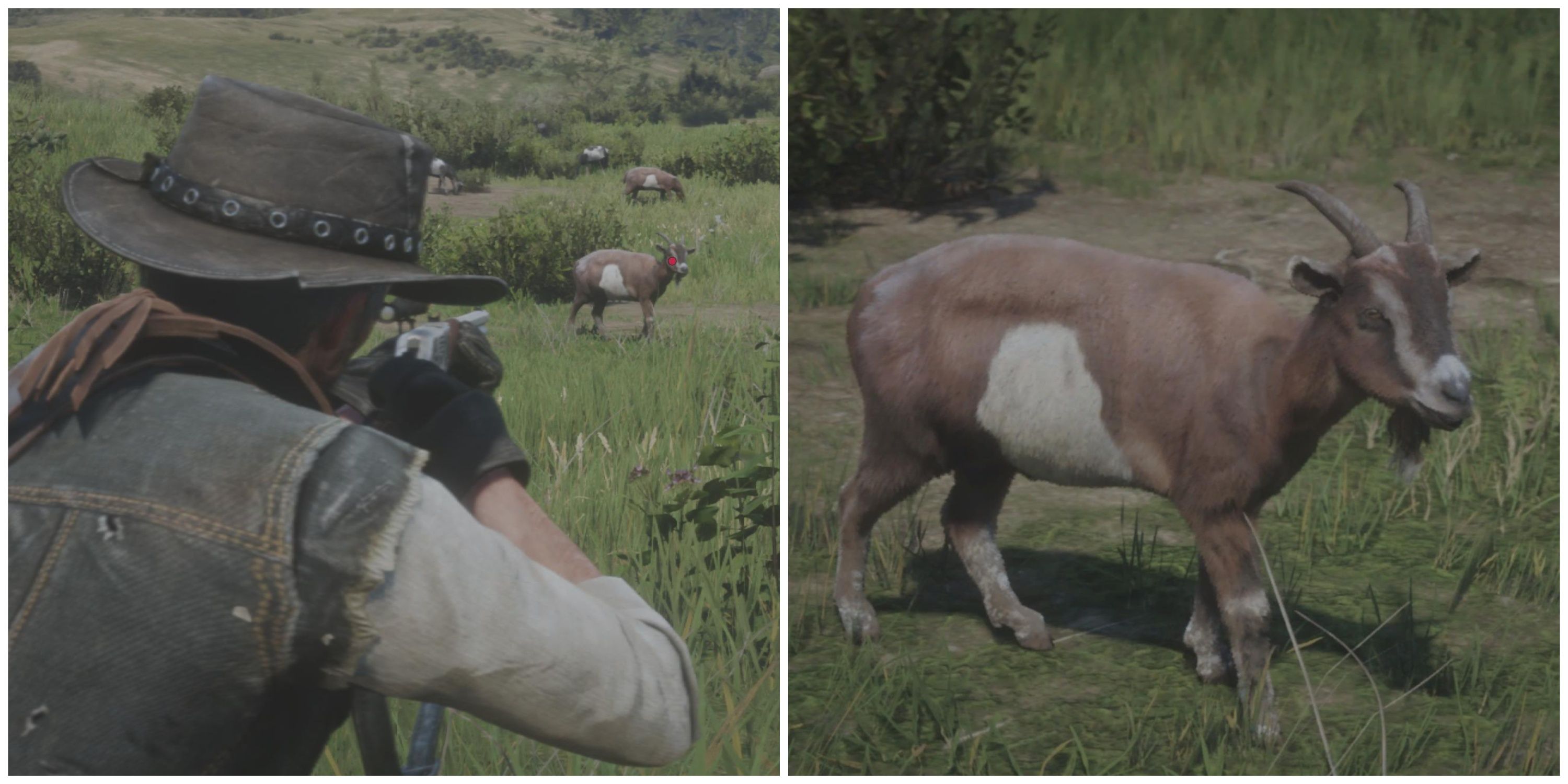 All Goat Locations in Red Dead Redemption 2