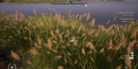 A player collecting Reed from Medieval Dynasty for Straw