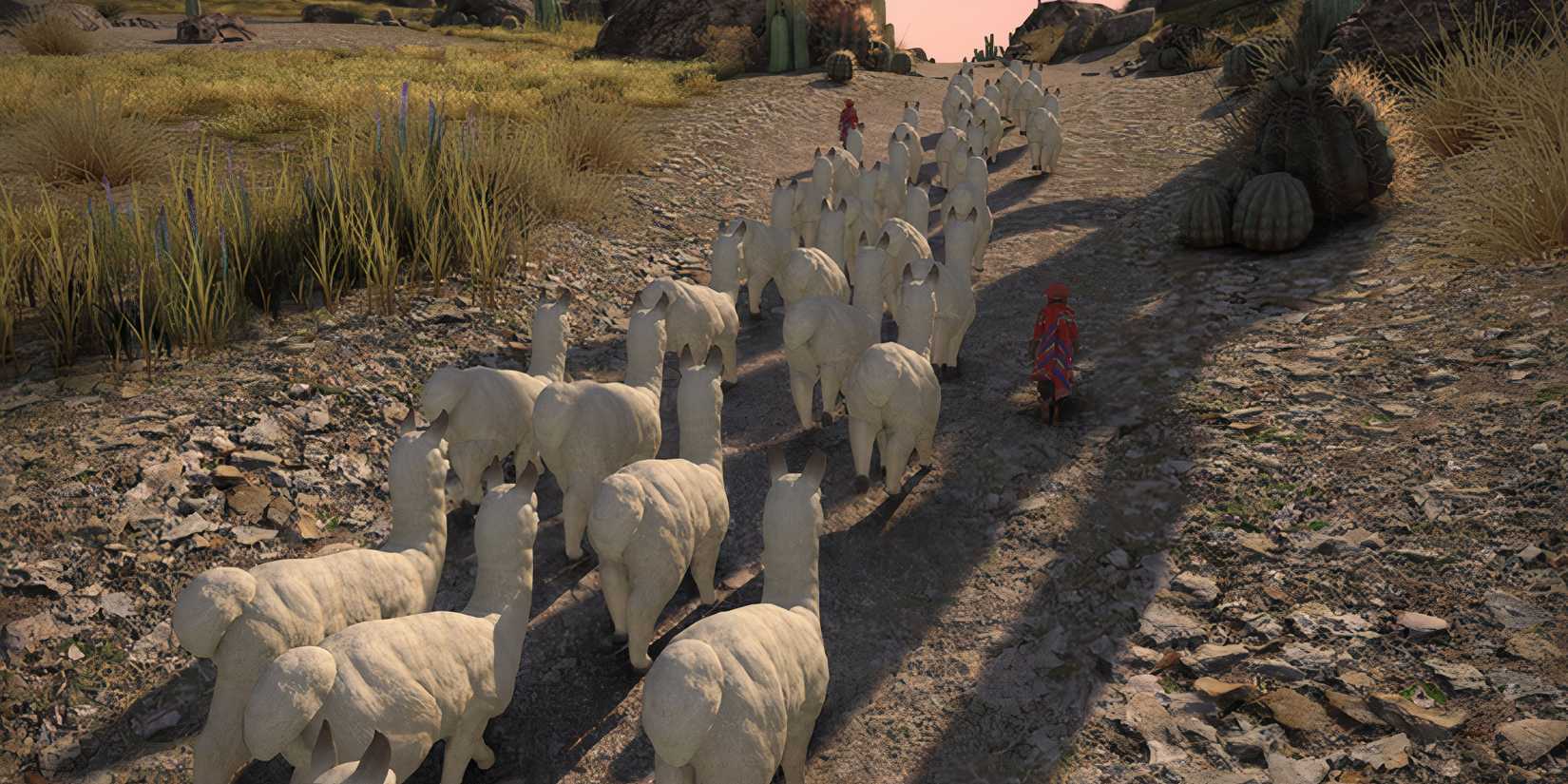 a herd of alpacas led by shepards