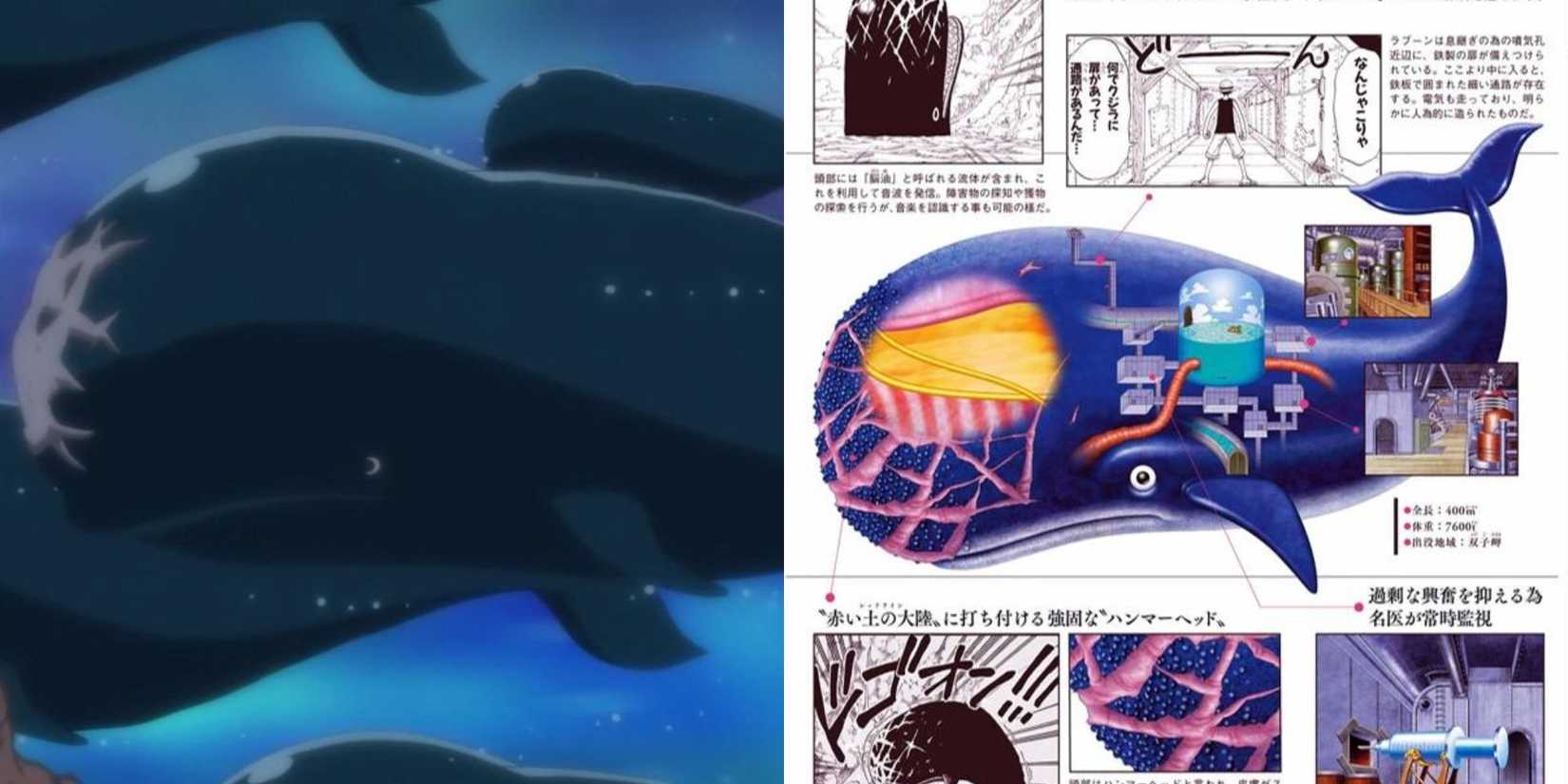 A pod of Island Whales in the anime and official concept art of Laboon's insides.