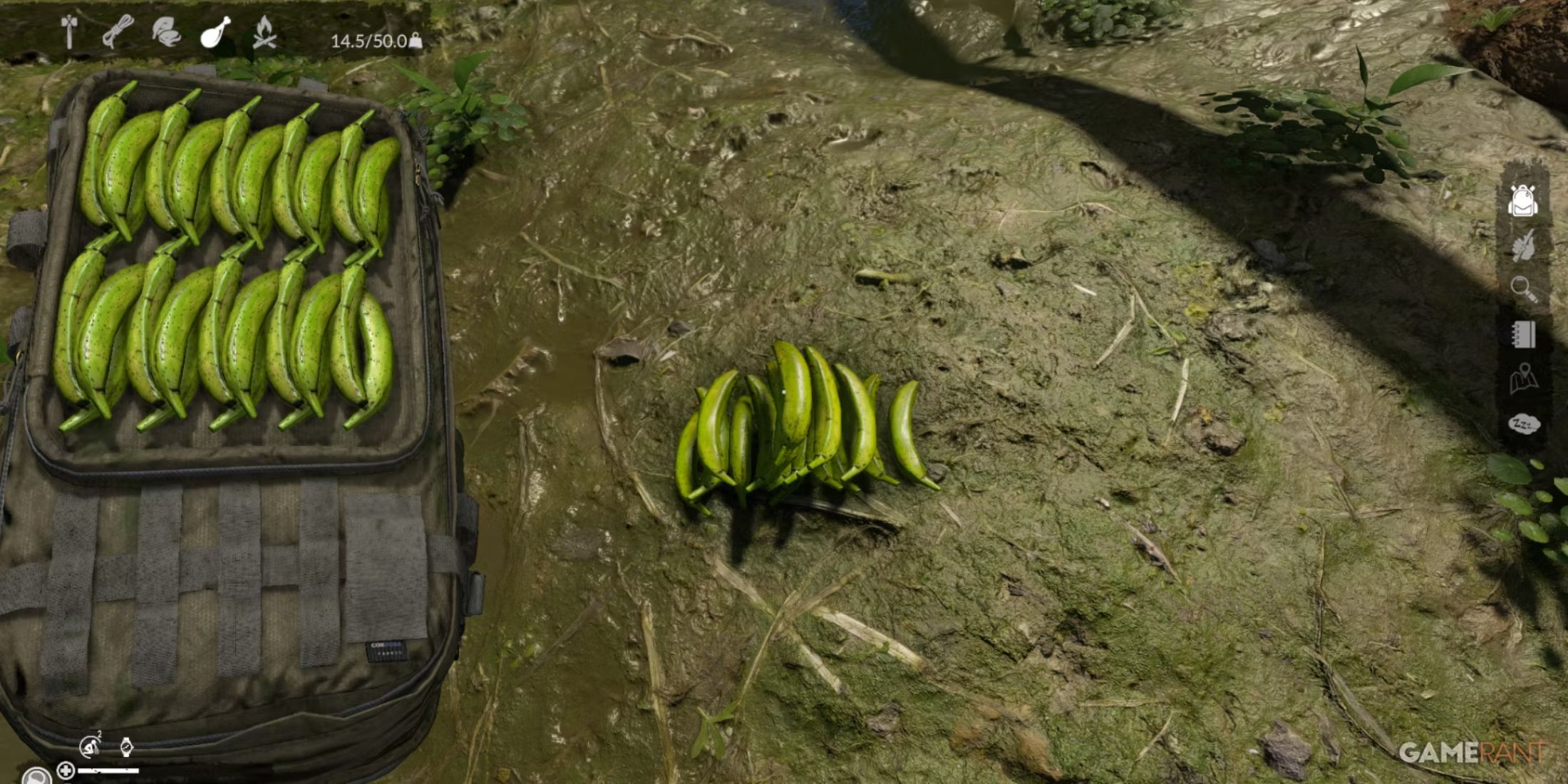 Collection of bananas, neatly stacked in a backpack, provides carbohydrates in the Green Hell