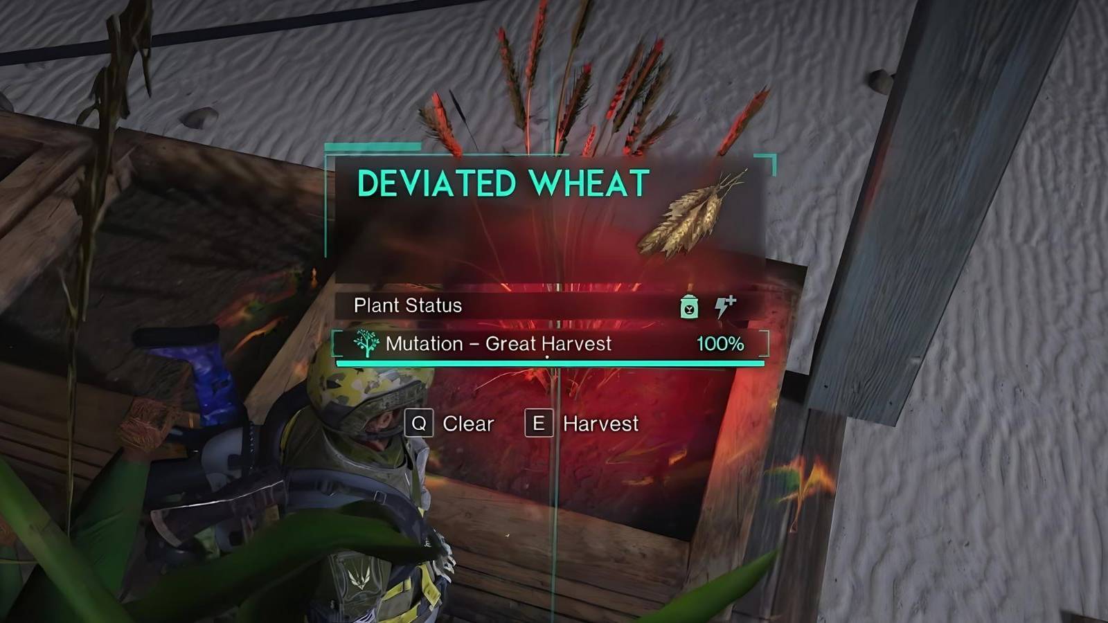 A deviated wheat ready for harvest in Once Human.