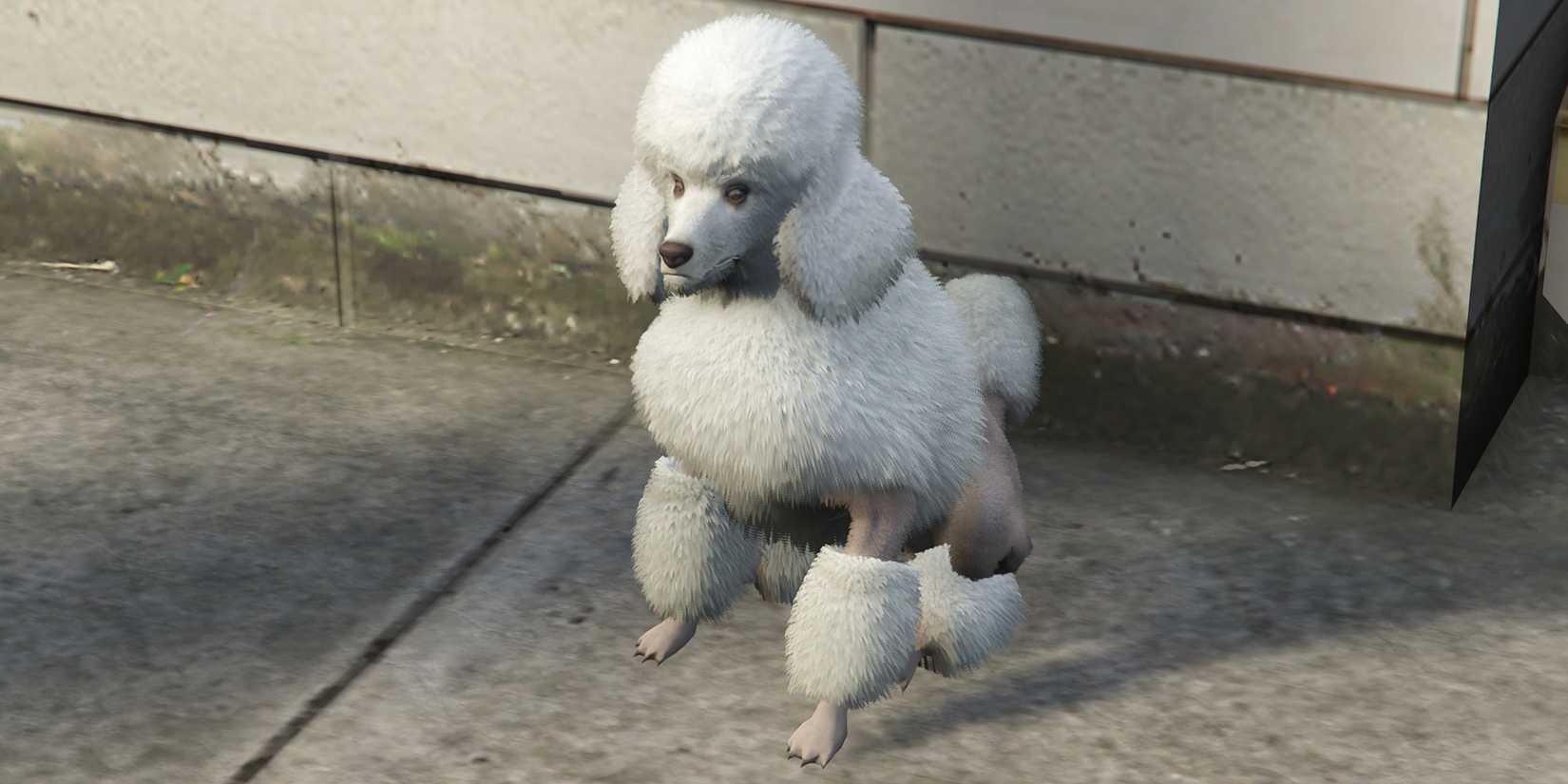 gta-online-poodle
