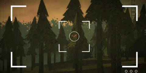 A view of the forest through a camera lense