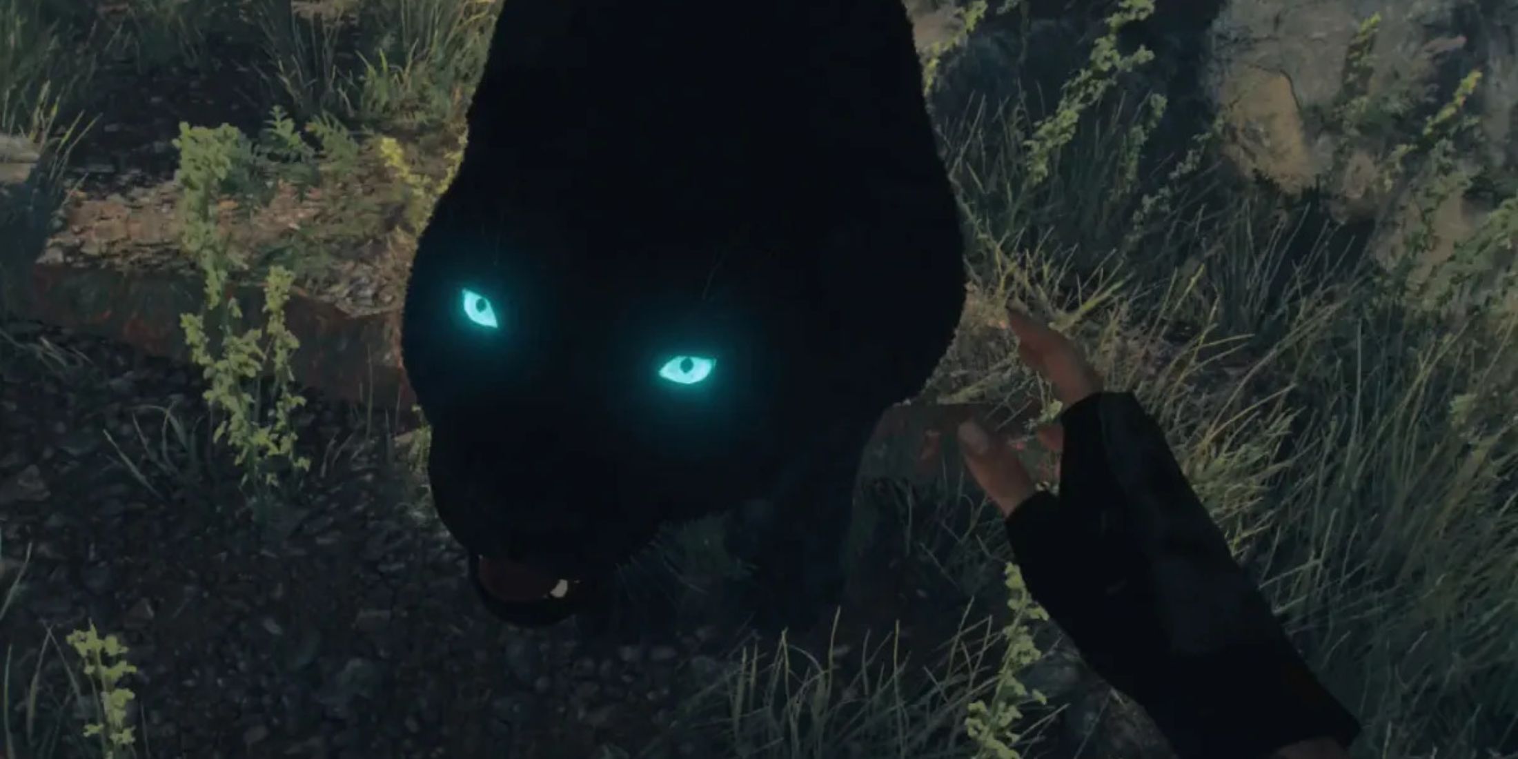 An image of Oluso the black jaguar from Far Cry 6 