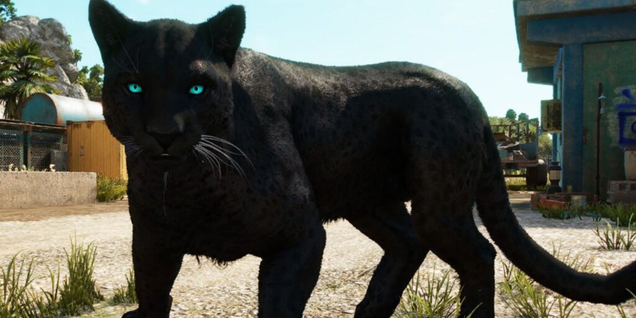 An image of Oluso the black jaguar from Far Cry 6 