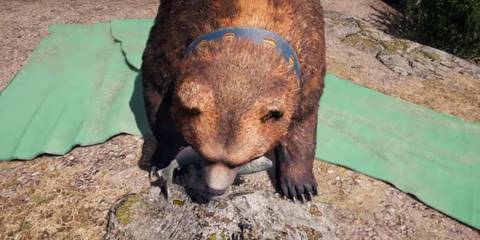 An image of Cheeseburger the bear from Far Cry 5